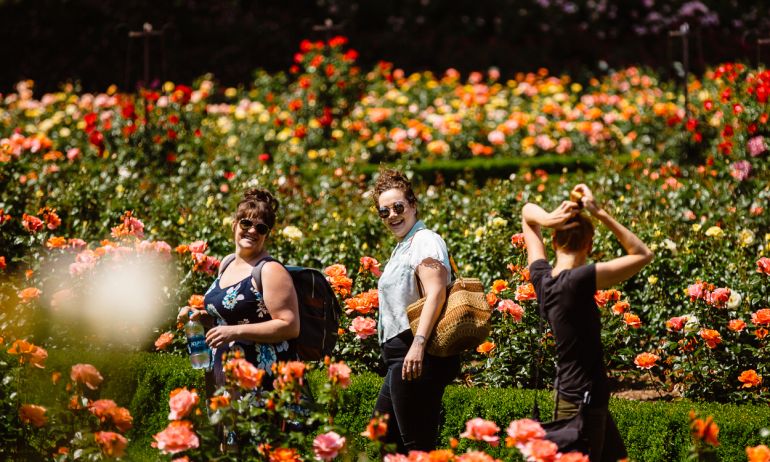three women walk through rows of roses